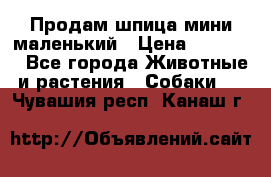 Продам шпица мини маленький › Цена ­ 15 000 - Все города Животные и растения » Собаки   . Чувашия респ.,Канаш г.